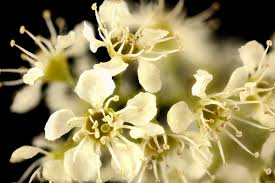 Attēlu rezultāti vaicājumam “Prunus serotina flower”