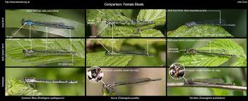 Attēlu rezultāti vaicājumam “Coenagrion pulchellum female”