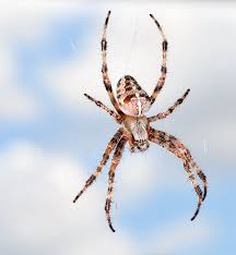Attēlu rezultāti vaicājumam “Araneus diadematus”