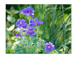 Image result for Storchschnäbel