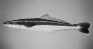 Image result for Rachycentron canadum