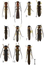 Attēlu rezultāti vaicājumam “Oberea oculata”