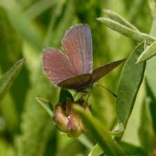 Attēlu rezultāti vaicājumam “Cupido minimus”