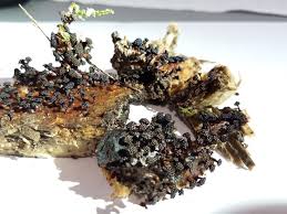 Attēlu rezultāti vaicājumam “Metatrichia vesparia stalked”