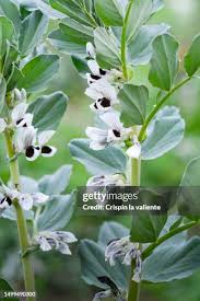 Attēlu rezultāti vaicājumam “Vicia faba flower”