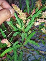 Attēlu rezultāti vaicājumam “Atriplex littoralis leaf”