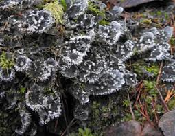 Attēlu rezultāti vaicājumam “Peltigera extenuata”