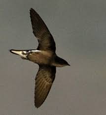 Image result for Hirundapus caudacutus