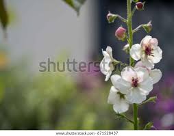 Attēlu rezultāti vaicājumam “Verbascum blattaria”