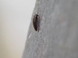 Attēlu rezultāti vaicājumam “Melandryidae”