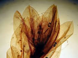 Attēlu rezultāti vaicājumam “Bryum neodamense”