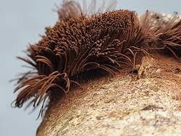 Attēlu rezultāti vaicājumam “Stemonitis splendens spores”