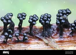 Attēlu rezultāti vaicājumam “Metatrichia sp.”