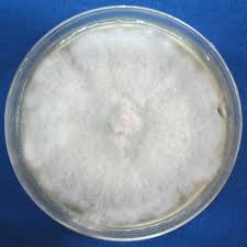 Attēlu rezultāti vaicājumam “Anthostoma decipiens”