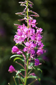 Image result for Weidenröschen