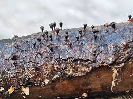 Attēlu rezultāti vaicājumam “Craterium minutum cf. var. brunneum”