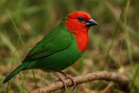 Image result for Apus pacificus