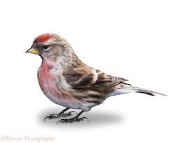 Attēlu rezultāti vaicājumam “Carduelis flammea male”