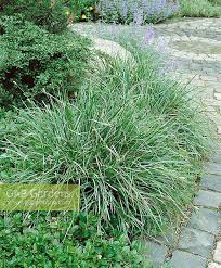 Attēlu rezultāti vaicājumam “Sesleria caerulea”