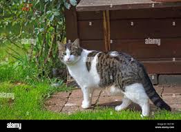 Attēlu rezultāti vaicājumam “Felis silvestris catus”