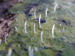 Attēlu rezultāti vaicājumam “Multiclavula mucida”