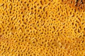 Attēlu rezultāti vaicājumam “Gloeophyllum odoratum”