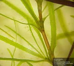 Attēlu rezultāti vaicājumam “Najas marina leaf”