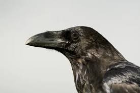Attēlu rezultāti vaicājumam “Corvus corax adult”
