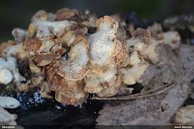 Attēlu rezultāti vaicājumam “Petractis sp.”