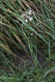 Attēlu rezultāti vaicājumam “Allium oleraceum flower”