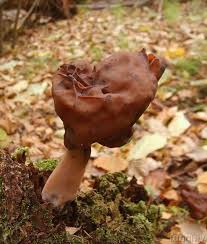 Attēlu rezultāti vaicājumam “Gyromitra infula”