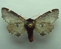 Attēlu rezultāti vaicājumam “Odontosia carmelita”