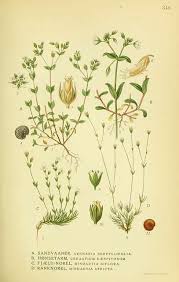 Attēlu rezultāti vaicājumam “Cerastium sylvaticum”