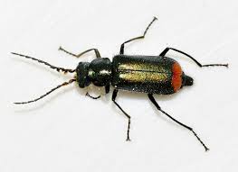 Attēlu rezultāti vaicājumam “Malachius bipustulatus”