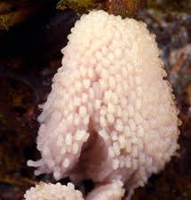 Attēlu rezultāti vaicājumam “Stemonitis fusca spores”