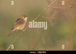 Attēlu rezultāti vaicājumam “Hippolais caligata adult”