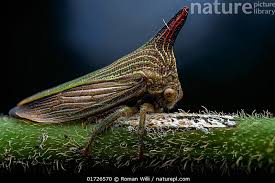 Attēlu rezultāti vaicājumam “Membracidae”