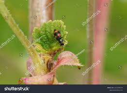 Attēlu rezultāti vaicājumam “Anthocomus fasciatus”