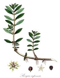 Attēlu rezultāti vaicājumam “Elatinaceae”