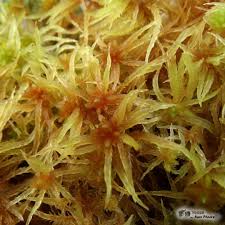 Attēlu rezultāti vaicājumam “Sphagnum teres”