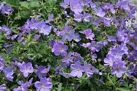 Attēlu rezultāti vaicājumam “Geranium pratense”