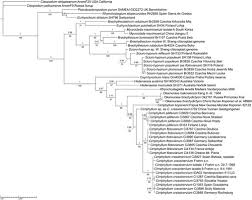 Attēlu rezultāti vaicājumam “Brachytheciastrum velutinum sporophyte”