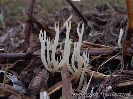 Attēlu rezultāti vaicājumam “Lentaria”