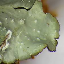 Attēlu rezultāti vaicājumam “Punctelia subrudecta”