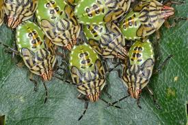 Attēlu rezultāti vaicājumam “Elasmucha grisea imago”