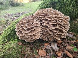 Attēlu rezultāti vaicājumam “Grifola frondosa”