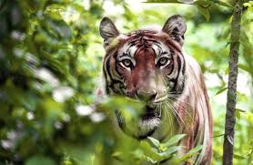 Kuvahaun tulos haulle tigers