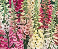 Image result for Digitalis purpurea