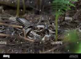 Attēlu rezultāti vaicājumam “Caprimulgus europaeus nest”