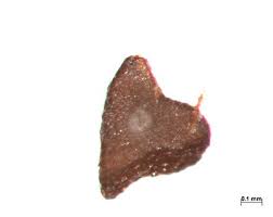 Attēlu rezultāti vaicājumam “Androsace septentrionalis fruit”